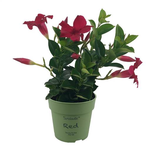 Mandeville Dipl. rot T12 H025