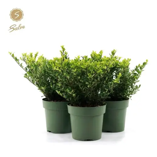 Ilex Crenata Jenny T17 H040