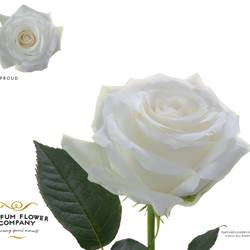 Rose weiss Proud 50cm