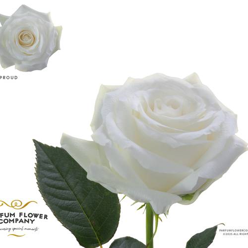 Rose weiss Proud 50cm
