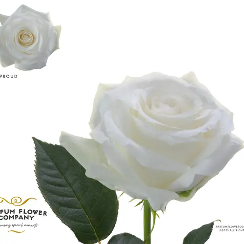 Rose weiss Proud 50cm