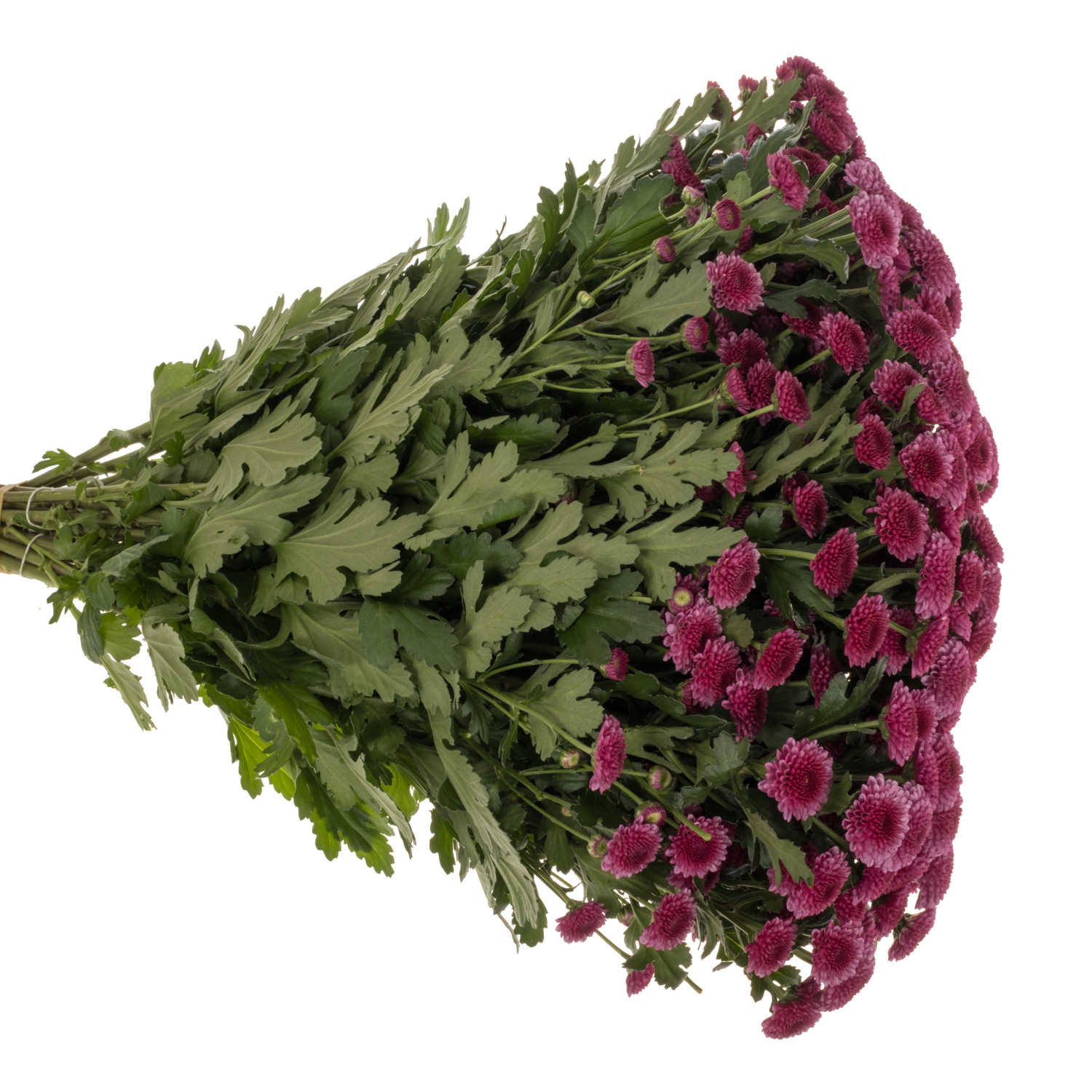 Santini rosa-dunkel lila Balboa Briljant 1500 Gr 55cm