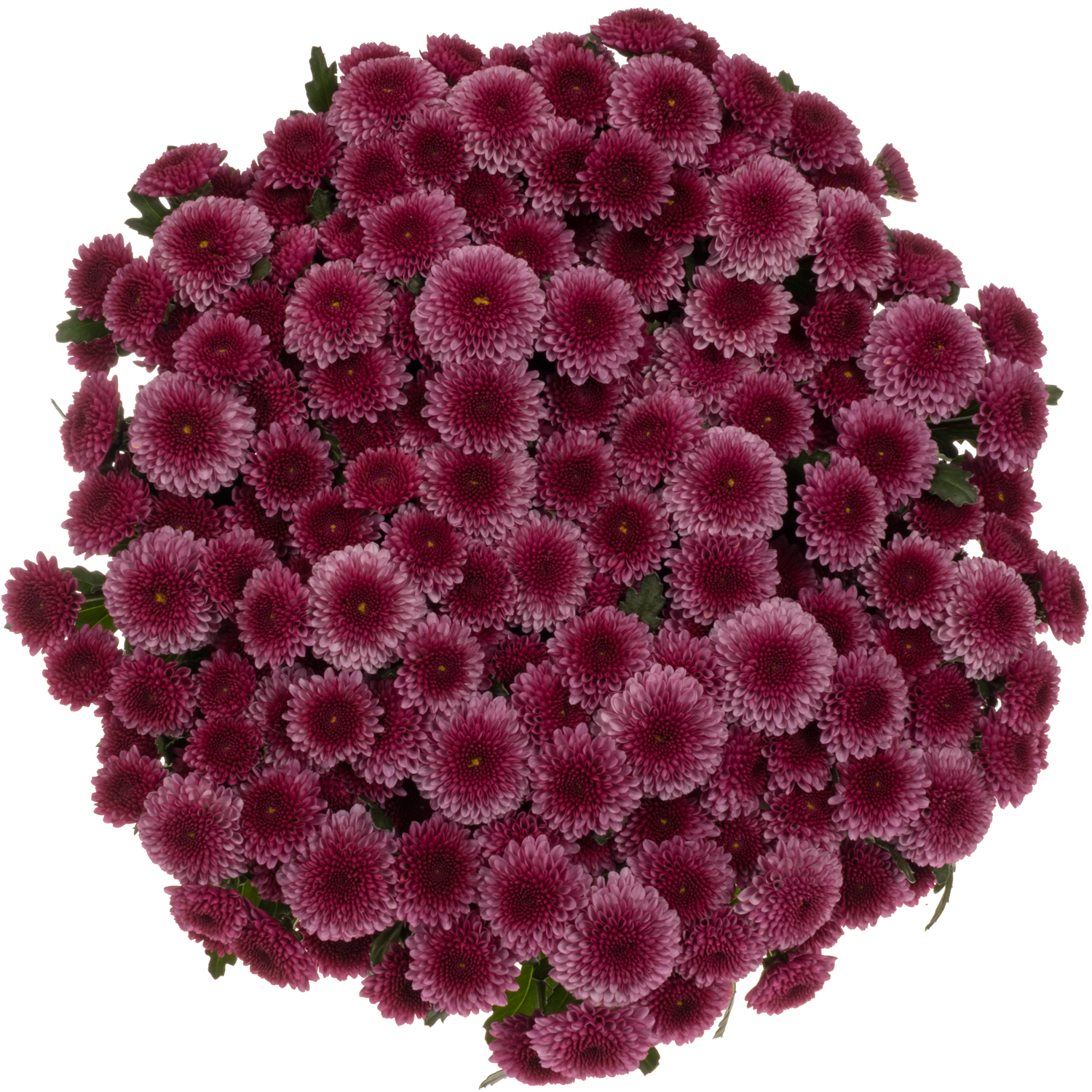 Santini rosa-dunkel lila Balboa Briljant 1500 Gr 55cm