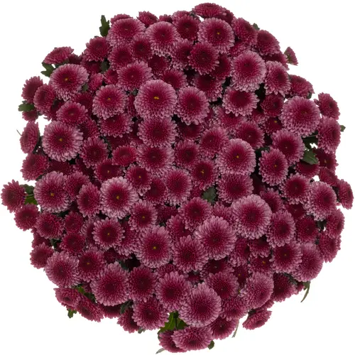 Santini rosa-dunkel lila Balboa Briljant 1500 Gr 55cm