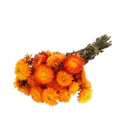 Trocken Helichrysum orange L45cm 100g 