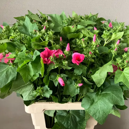Lavatera dunkel rosa Pink Lady 70cm