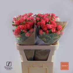 Rose verzweigt rosa Barbados 8+Blüte 80cm