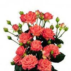 Rose verzweigt rosa Barbados 8+Blüte 80cm