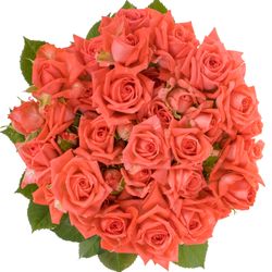 Rose verzweigt rosa Barbados 8+Blüte 80cm