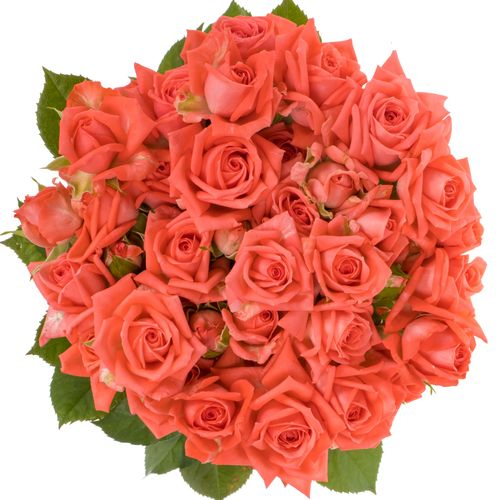 Rose verzweigt rosa Barbados 8+Blüte 80cm