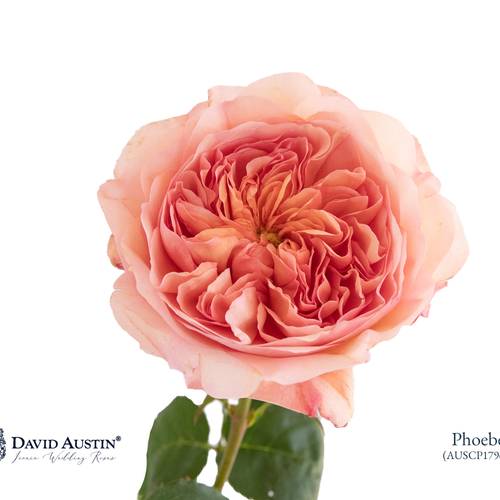 Rose lachs David Austin Phoebe 50cm