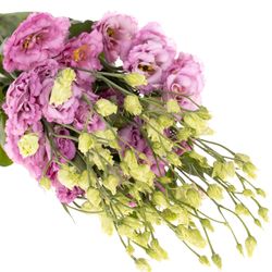 Lisianthus milka Julius Grape 5+Blüte 70cm