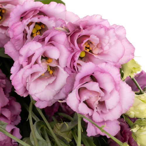 Lisianthus milka Julius Grape 5+Blüte 70cm