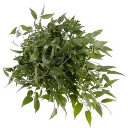 Ruskus grün fein 5 Stiele 95cm