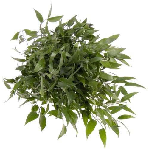 Ruskus grün fein 5 Stiele 95cm