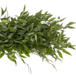 Ruskus grün fein 5 Stiele 95cm