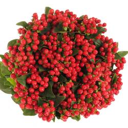 Hypericum rot Go Top 40cm