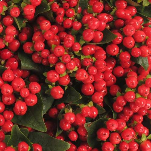 Hypericum rot Go Top 40cm
