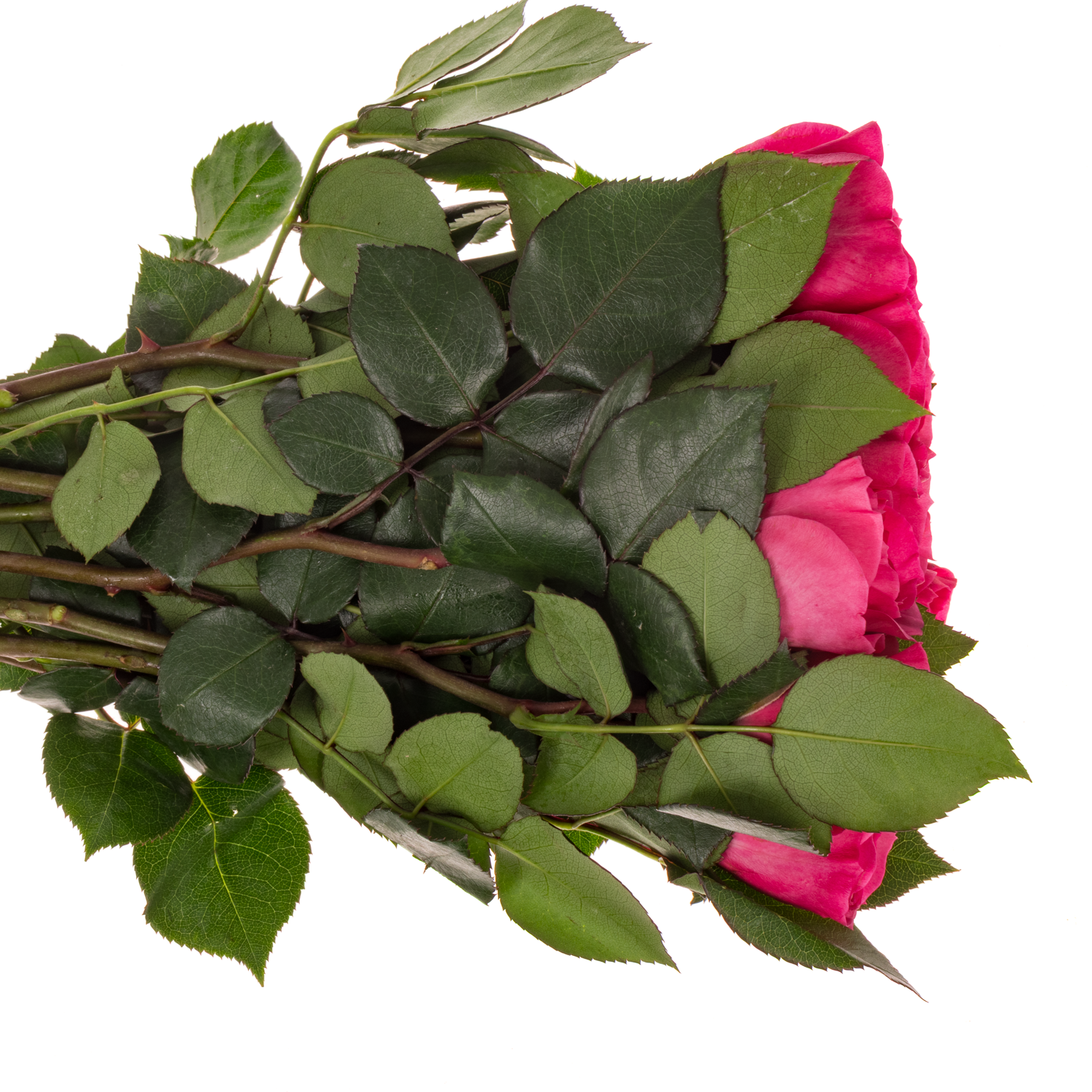 Rose fuchsia Baronesse 50cm