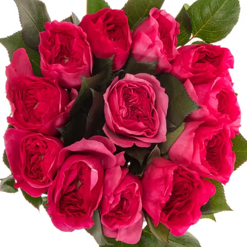 Rose fuchsia Baronesse 50cm