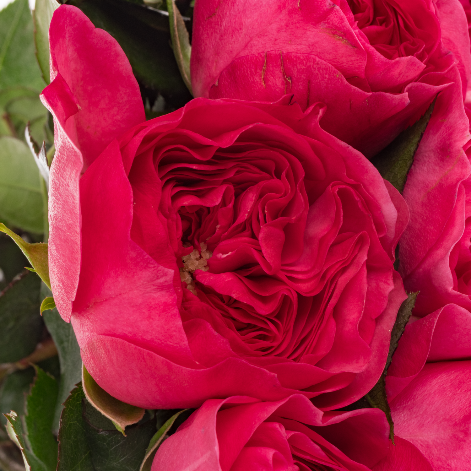 Rose fuchsia Baronesse 50cm