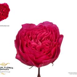 Rose fuchsia Baronesse 50cm