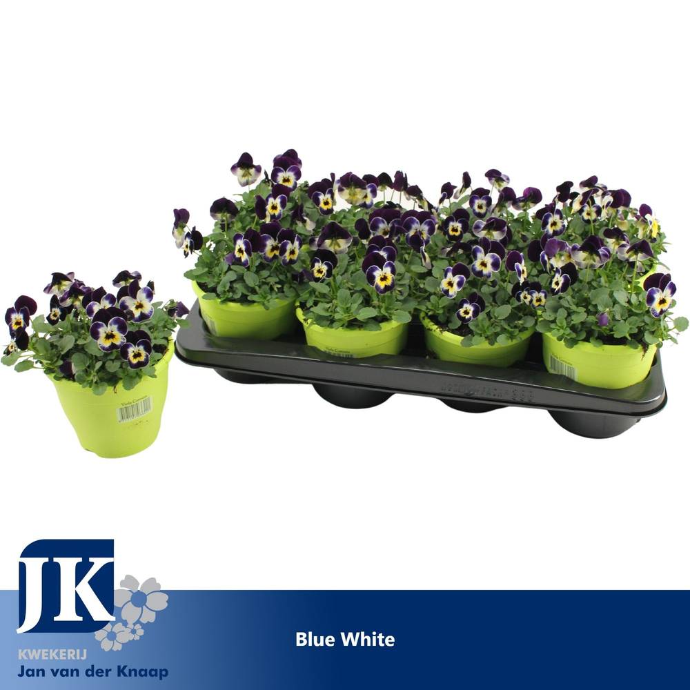 Hornveilchen blau weiss T14 H012