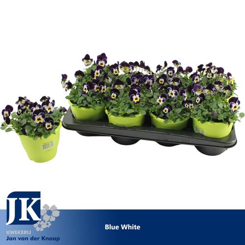 Hornveilchen blau weiss T14 H012
