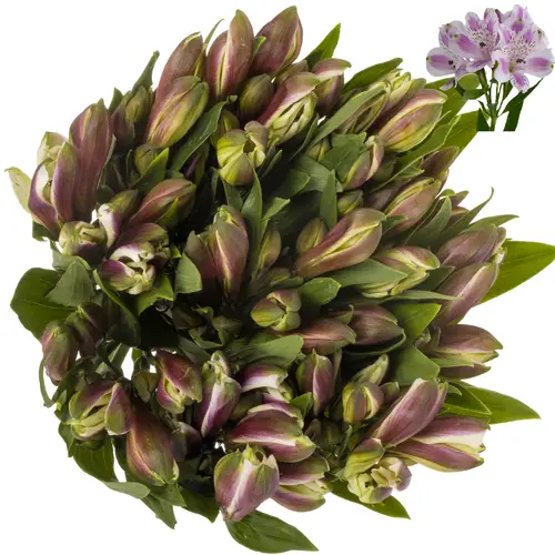 Alstroemerie milka bohemia (Ecuador) 70cm