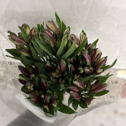 Alstroemerie milka bohemia (Ecuador) 70cm