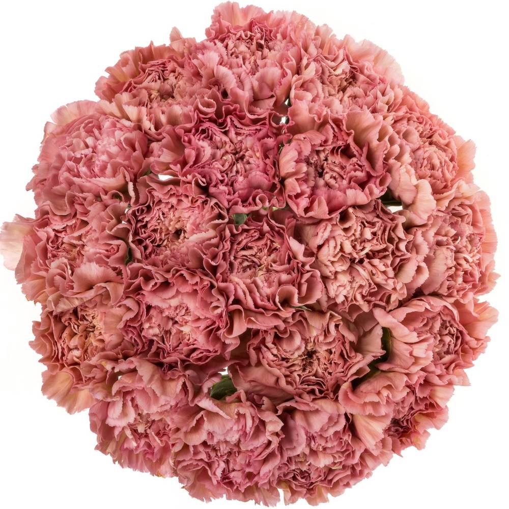 Nelke rosa Pink Lege 60cm