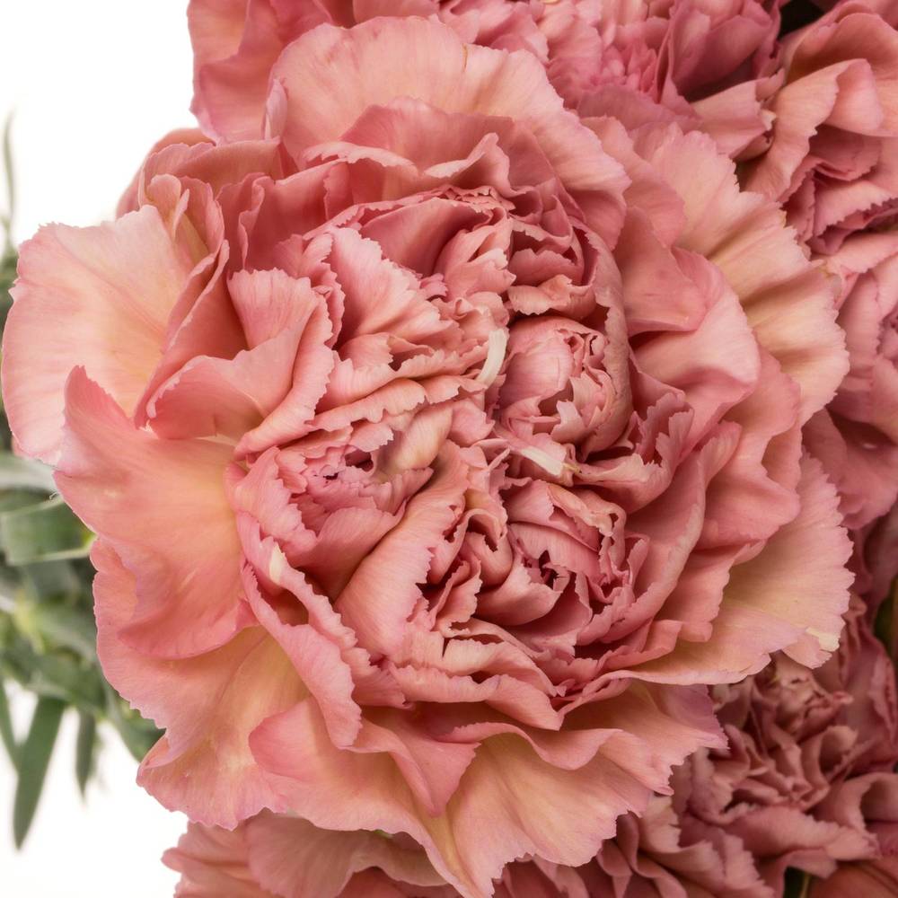 Nelke rosa Pink Lege 60cm