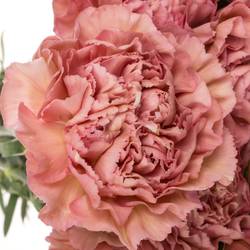 Nelke rosa Pink Lege 60cm