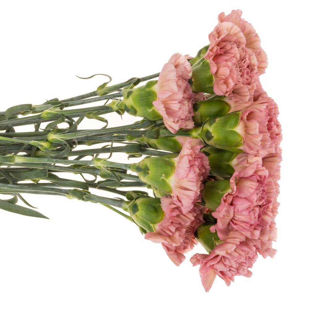 Nelke rosa Pink Lege 60cm