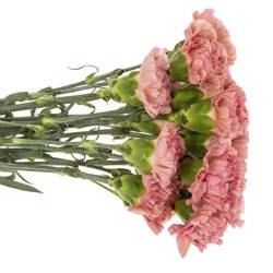 Nelke rosa Pink Lege 60cm