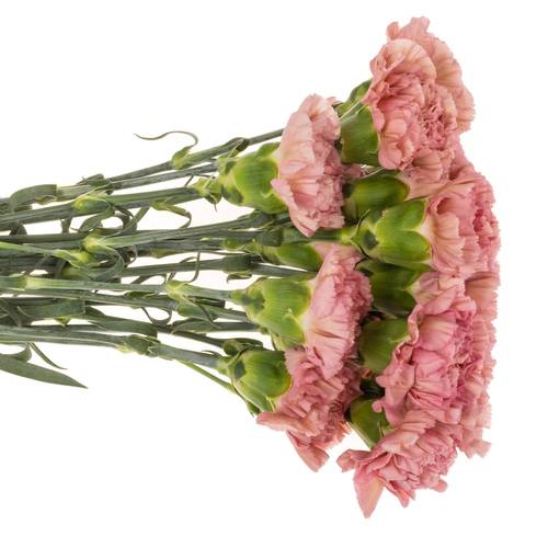 Nelke rosa Pink Lege 60cm