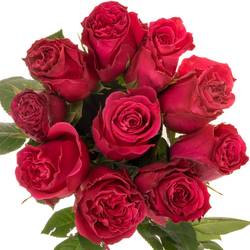 Rose fuchsia Full Monty 60cm