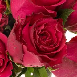 Rose fuchsia Full Monty 60cm