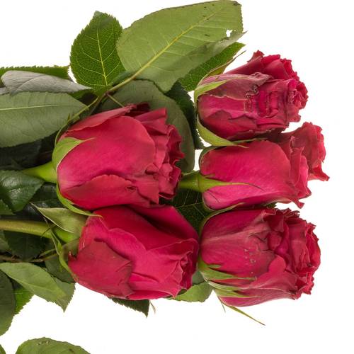 Rose fuchsia Full Monty 60cm