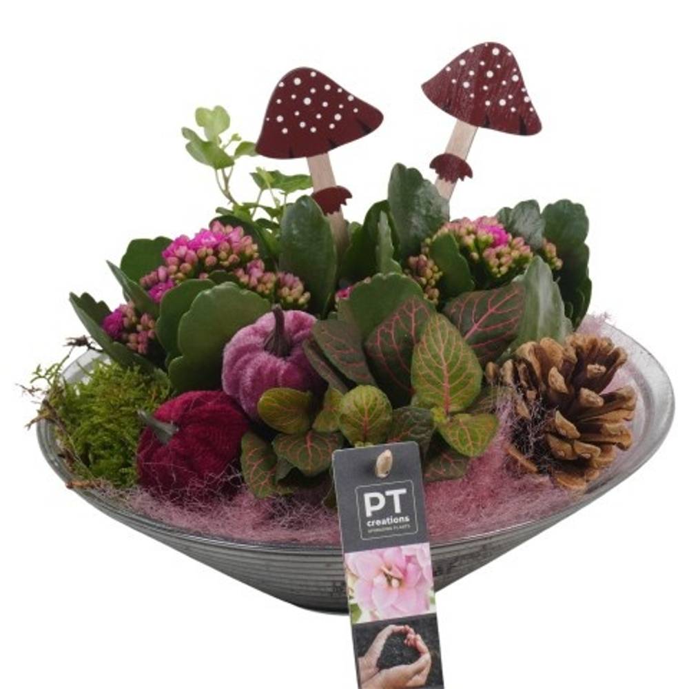 Kal.Arr PTHG3329 Herbst T26 H022