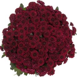 Santini rot Jinda 55cm 1000 Gramm