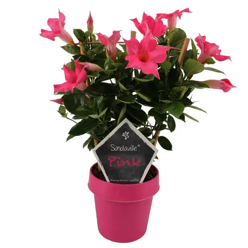 Sundaville Dipl. fuchsia am Reck T14 H040