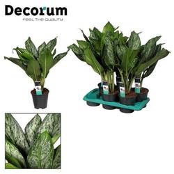 Aglaonema Green Light T17 H65