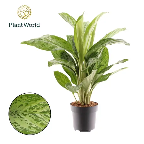 Aglaonema Green Light
