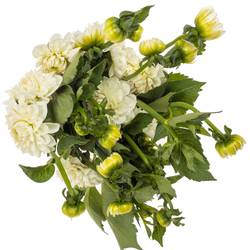 Dahlia weiss Boom Boom White 60cm