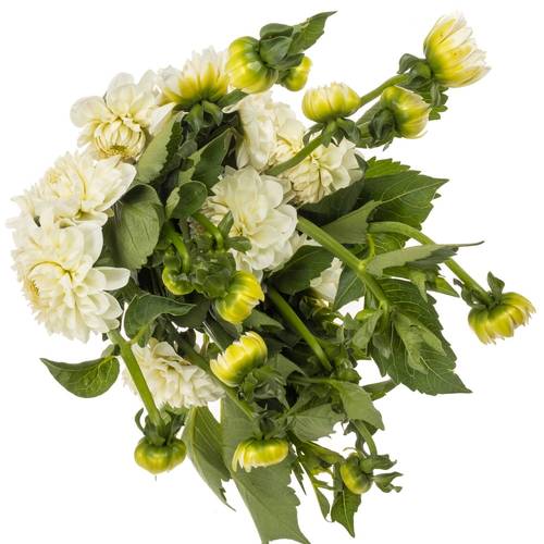 Dahlia weiss Boom Boom White 60cm