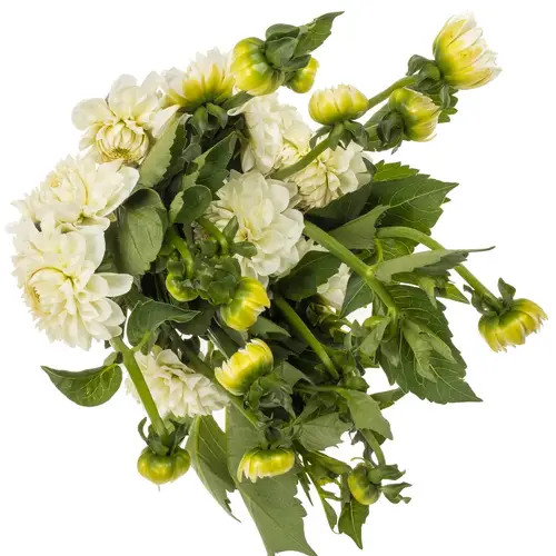 Dahlia weiss Boom Boom White 60cm