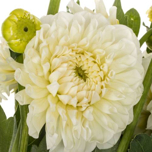 Dahlia weiss Boom Boom White 60cm