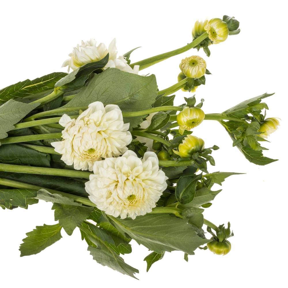 Dahlia weiss Boom Boom White 60cm