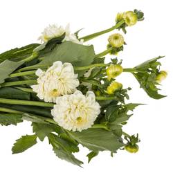 Dahlia weiss Boom Boom White 60cm